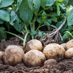 Kartoffeln „Erdäpfel“ echt steirisch vom Töchterlehof